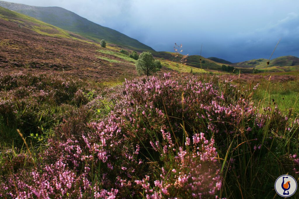 Highlands zwischen Loch _Tay und Loch Tummel | © Klaus Bölling, www.boelling.de