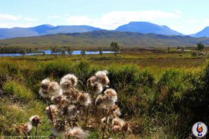 Dailuaine | 21 Jahre | A Dream of Scotland