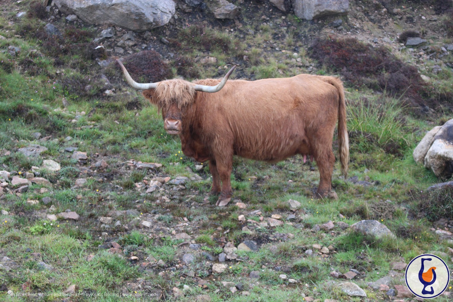 Read more about the article Tullibardine | aged 13 years | Crazy Coos Collection #3