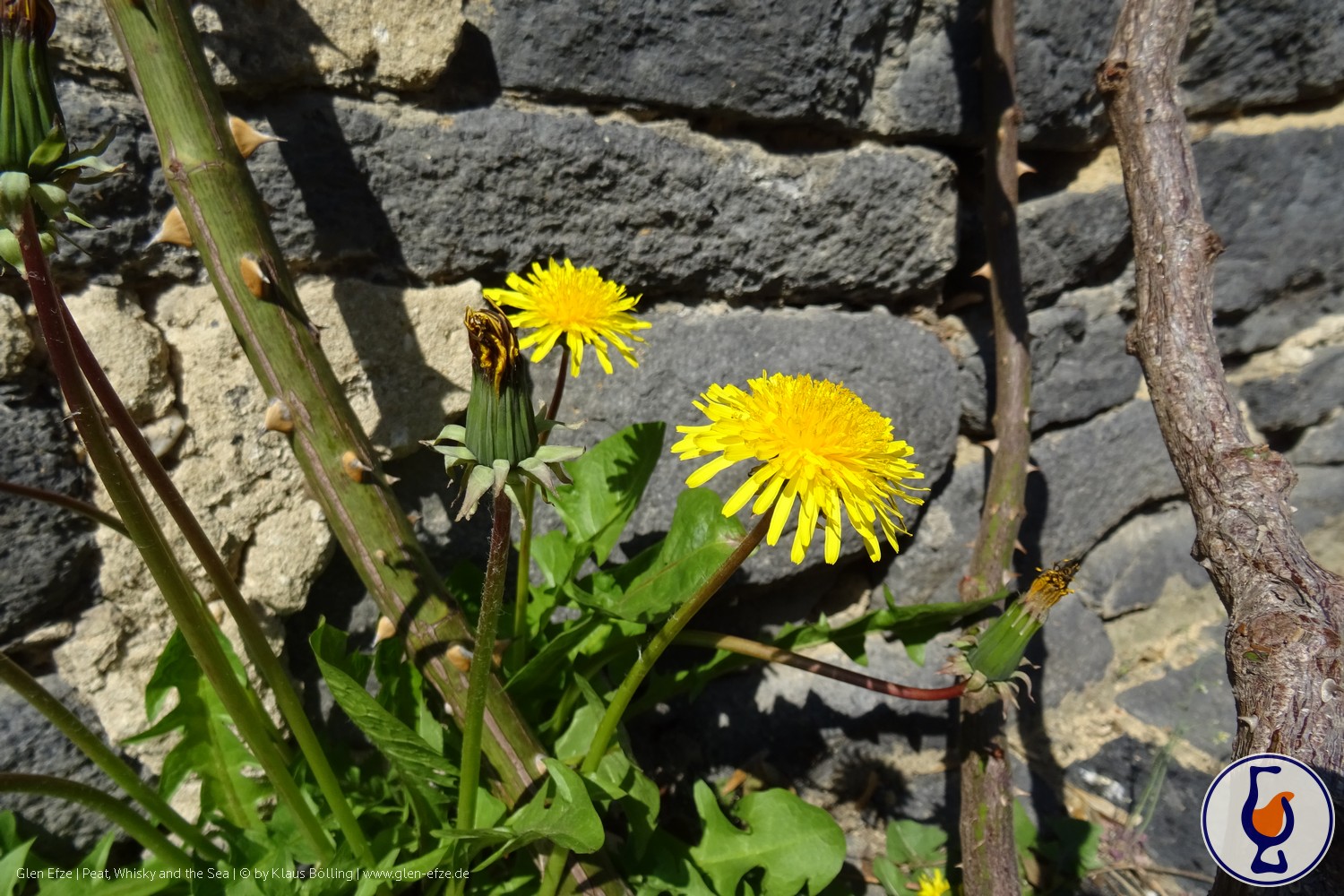 Mehr über den Artikel erfahren The Nine Springs | 9 years old | Pineau des Charentes