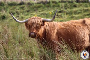 All good things come in (three)fours | Viecher aus Schottland