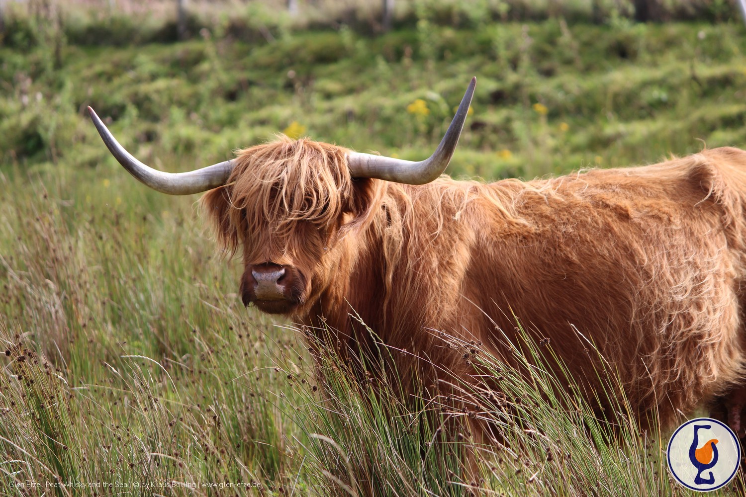 Mehr über den Artikel erfahren All good things come in (three)fours | Viecher aus Schottland