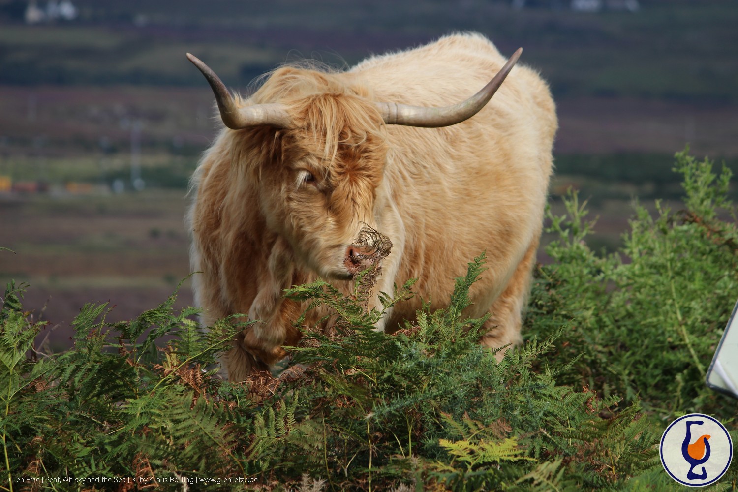 Mehr über den Artikel erfahren Secret Highland | aged 12 years | Animals of Scotland