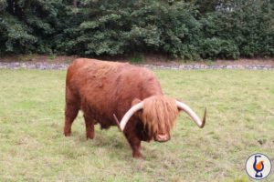 Whitlaw | aged 6 years | Animals of Scotland