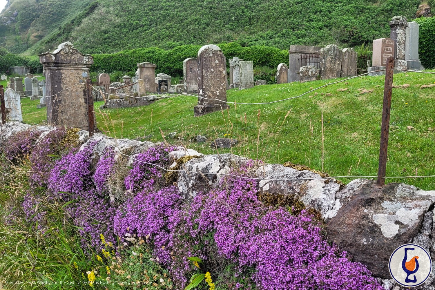 Mehr über den Artikel erfahren Glen Scotia | aged 9 years | Campbeltown Malts Festival 2025