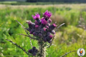 Mehr über den Artikel erfahren The Tasteful Weekend | Speyside or Highlands?