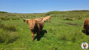 Teaninich | 2011 – 2025 | Crazy Coos Reloaded #6