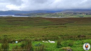 Ben Nevis | aged 9 years | Signatory 100 Proof Edition #41