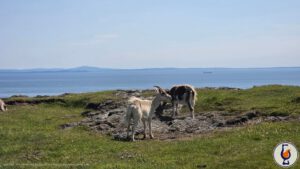 Distilled in Ireland | aged  14 years | A Dream of Ireland