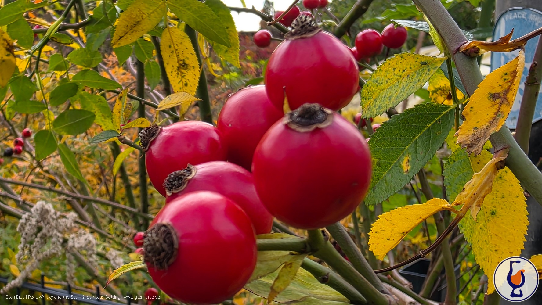 Mehr über den Artikel erfahren Five from the Archive | Edition #12