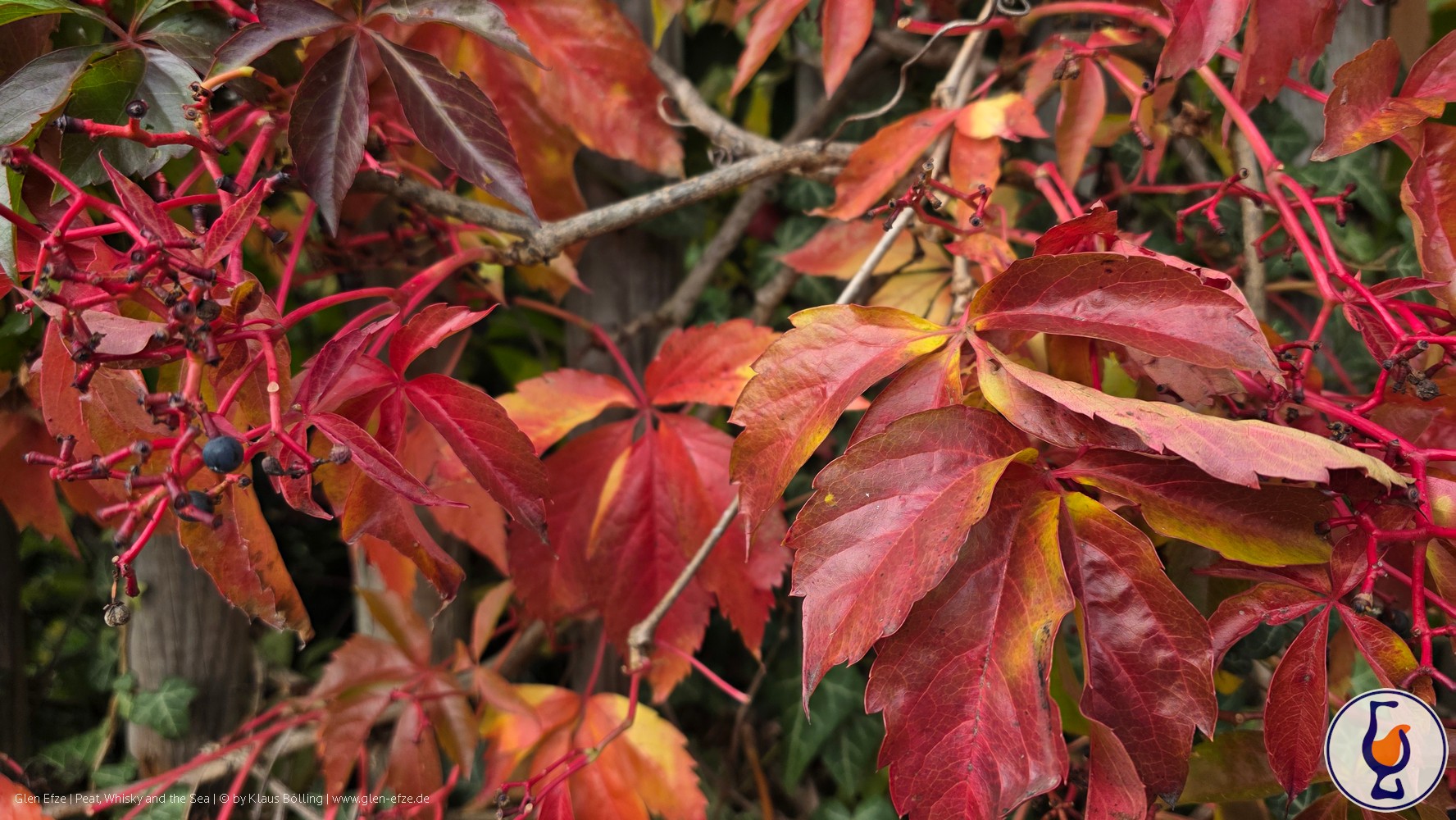 Mehr über den Artikel erfahren Teaninich | 2006 – 2022 | The Single Malts of Scotland