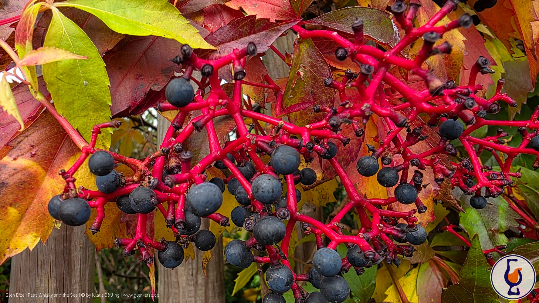 Mehr über den Artikel erfahren Ben Nevis | 2012 – 2023 | Best Dram