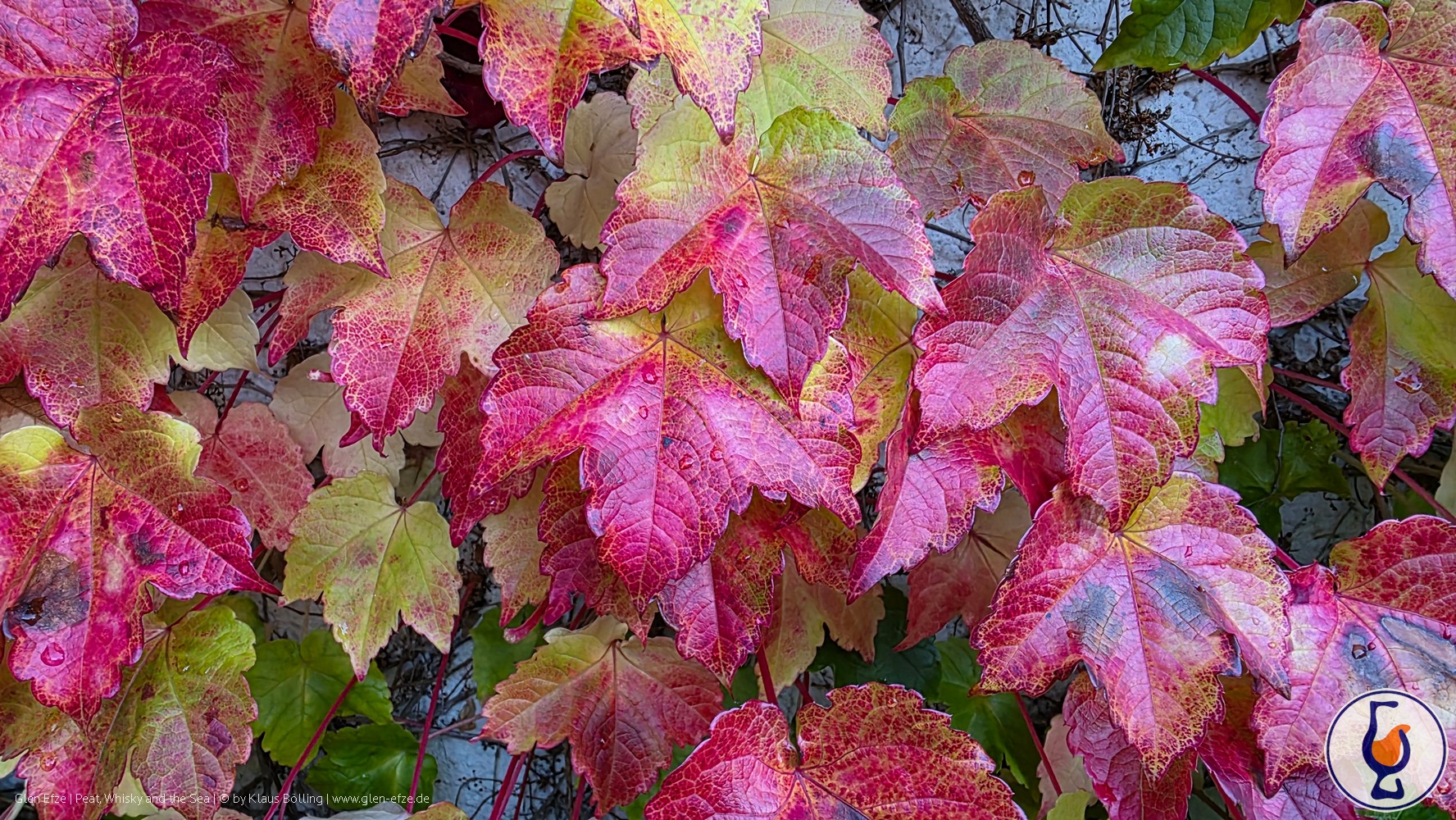 Mehr über den Artikel erfahren Glen Scotia | Signature Series 2024