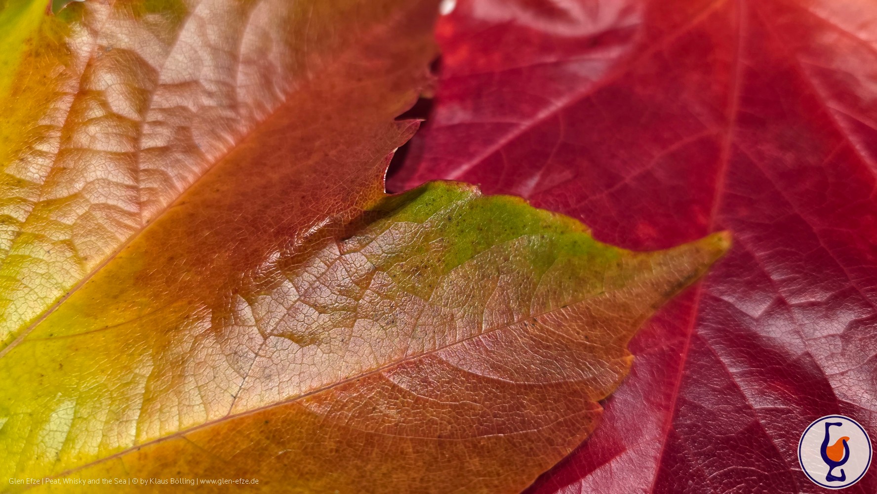 Mehr über den Artikel erfahren Glentauchers | 2011 – 2022 | Càrn Mòr – Strictly Limited