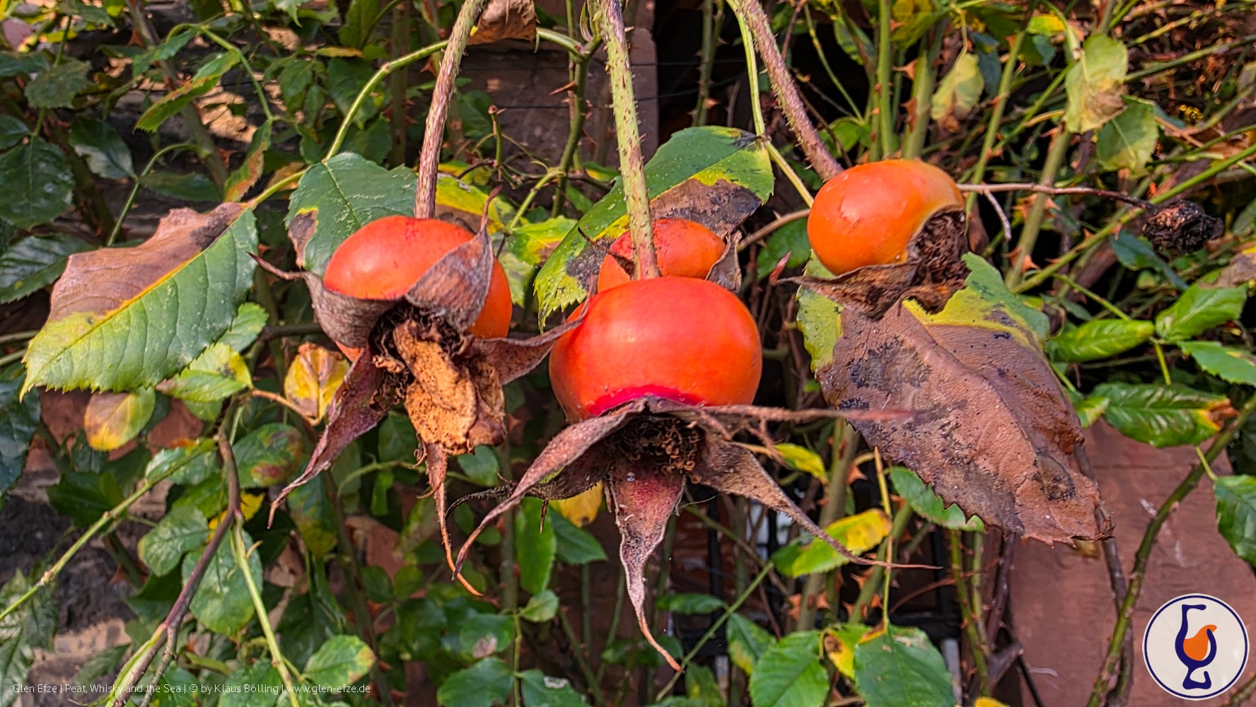 Mehr über den Artikel erfahren Glentauchers | 2009 – 2023 | Best Dram