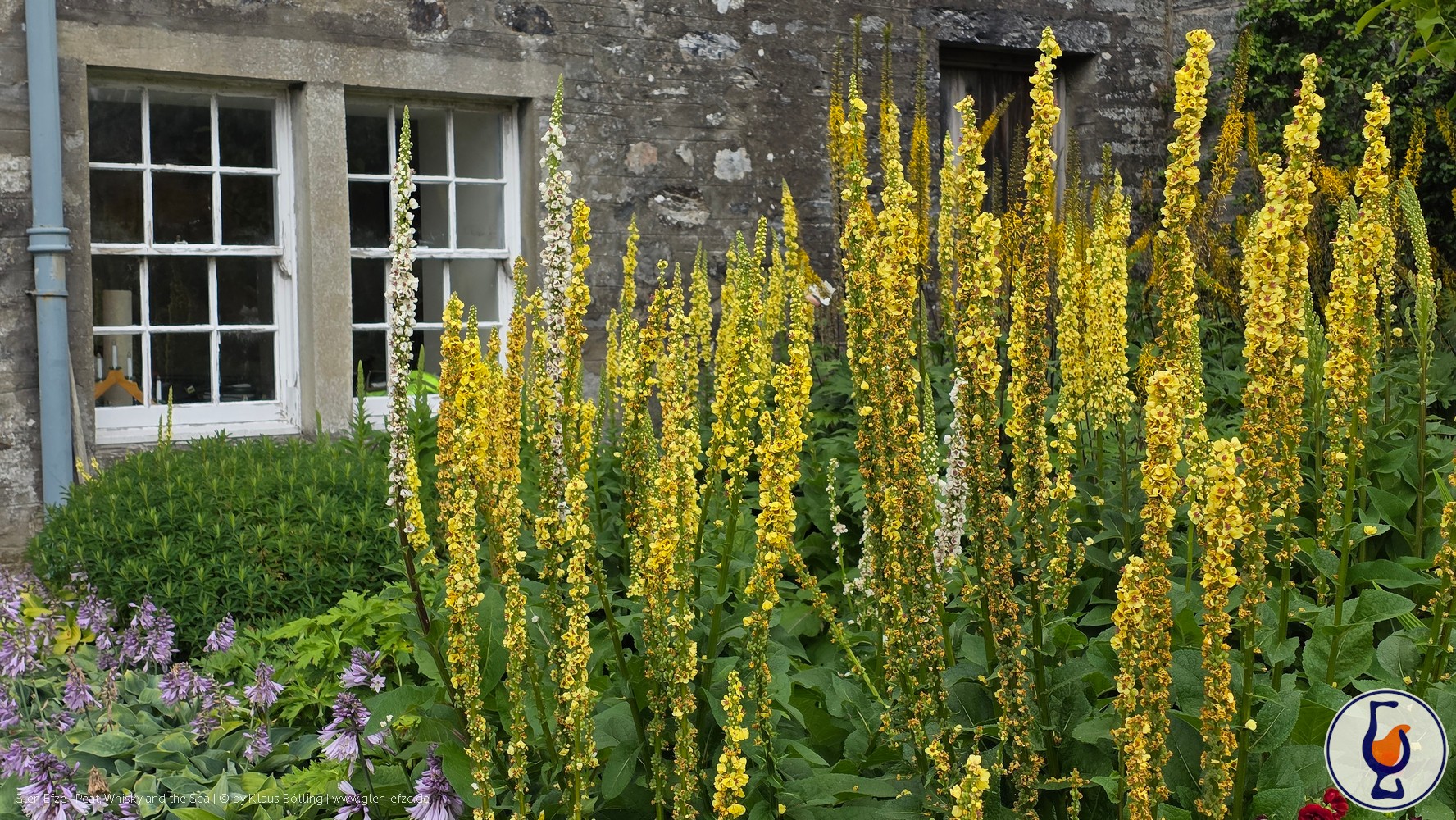 Mehr über den Artikel erfahren Kilchoman | Sauternes Cask Matured | 2024 Edition