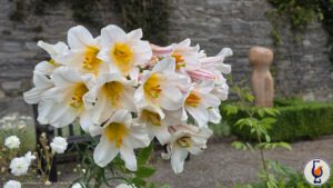 Edradour | 2012 – 2015 | Sauternes Cask Matured – Small Batch