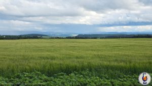 The Tasteful Weekend | Barley matters