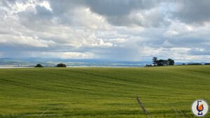 Ardnamurchan | Heritage Barley Release | Golden Promise