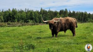 Glen Moray | 2010 – 2025 | Crazy Coos Reloaded #10