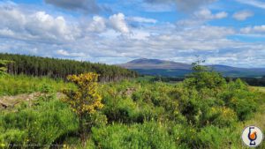 Benrinnes | 2008 – 2024 | Animals of Scotland #10